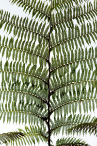 Fern, sky, leaves, Florence, Tuscany, Italy Fern, sky, leaves, Florence, Tuscany, Italy